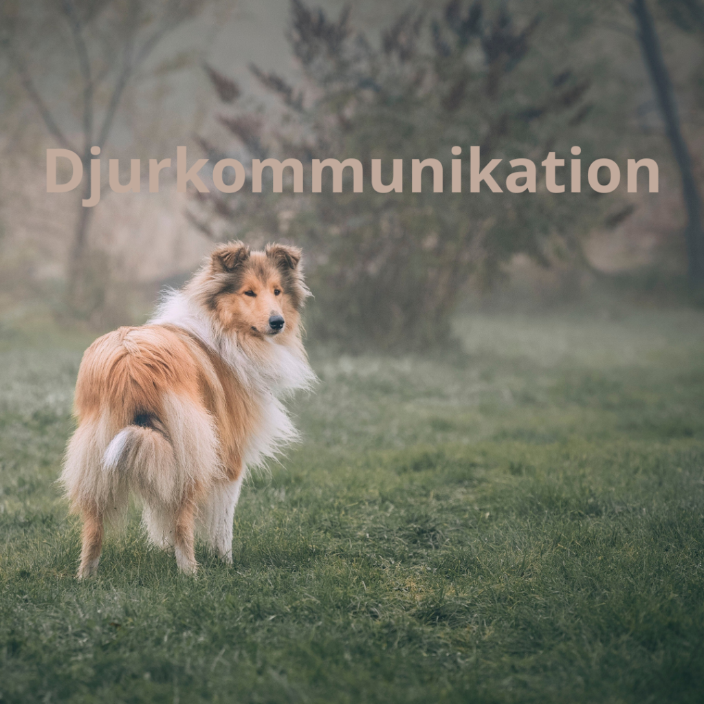 Djurkommunikation